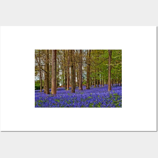 Bluebell Woods Greys Court Oxfordshire UK Wall Art by AndyEvansPhotos